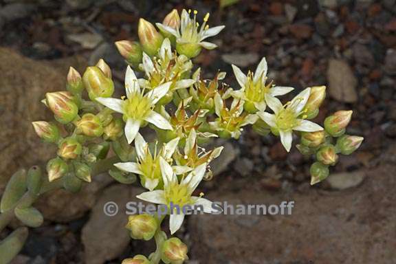 dudleya virens ssp hassei 2 graphic
